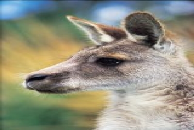 Faszinierende Tierwelt-V Tiere 1.jpg